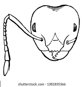 Crematogaster Ant is an ecologically diverse genus of ants found worldwide, vintage line drawing or engraving illustration.