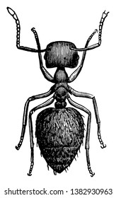 Crematogaster Ant which is large worker, vintage line drawing or engraving illustration.