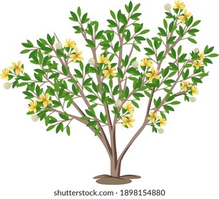 Creosote Bush isolated on white background illustration