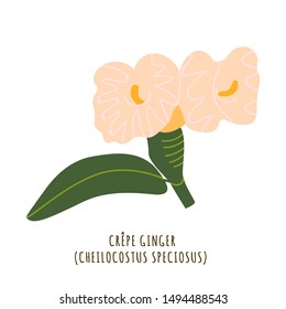 Crepe ginger flat vector botanical illustration. Hand drawing of exotic, tropical flower. Isolated plant clipart with typography. Icon, logo design element for florist shop business 