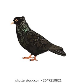 Crest pigeon illustration vector based drawing on white background vol 01