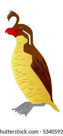crested auklet