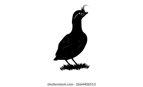 Crested Auklet bird, black isolated silhouette