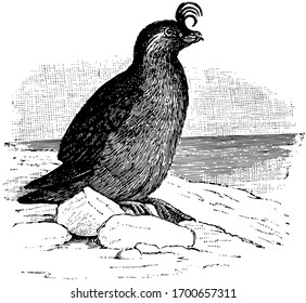 Crested Auklet Is A Small Seabird Of The Family Alcidae, Vintage Line Drawing Or Engraving Illustration.