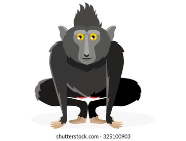 crested black macaque vector cartoon