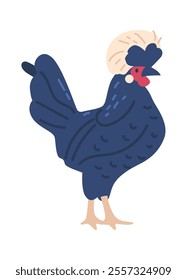 Crested hen breed vector illustration