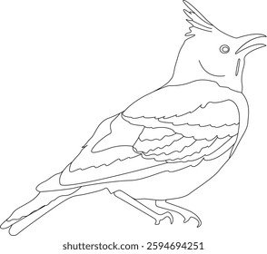 Crested Lark Vector Illustration  Detailed Songbird in Natural Habitat