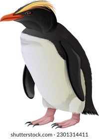 Crested Penguin on White Background illustration