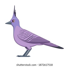 Crested pigeon bird on a white background. Cartoon style vector illustration