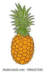 Crested pineapple, vector. Whole tropical exotic fruits. Colored plucked fruit of the grass. Delicious ripe summer dessert. Hand drawing.