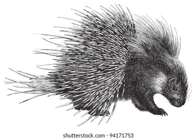 Crested Porcupine (Hystrix cristata) / vintage illustration from Meyers Konversations-Lexikon 1897