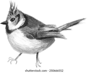 Crested tit. hand drawn illustration.