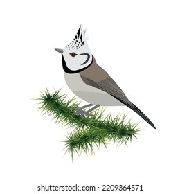 Crested tit on branch of spruce tree isolated on white background. Vector illustration