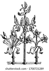 Cresting of iron grill from St. Sernin, vintage engraving.