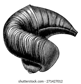 Cretaceous rudist field, Caprina adversa, vintage engraved illustration. Earth before man 1886.
