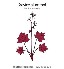 Crevice alumroot, (Heuchera micrantha), ornamental plant. Hand drawn botanical vector illustration