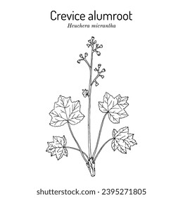 Crevice alumroot, (Heuchera micrantha), ornamental plant. Hand drawn botanical vector illustration