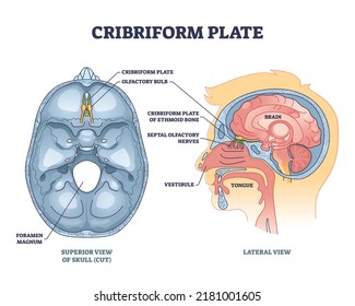 Cribriform plate of ethmoid bone location in head outline diagram. Labeled educational anatomical scheme with superior cut skull view and olfactory bulb nasal parts location vector illustration.