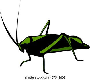 cricket or grasshopper