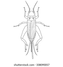 cricket. grig. Gryllus campestris. Sketch of cricket.  cricket isolated on white background. cricket Design for coloring book.  hand-drawn cricket. Vector illustration