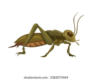 Cricket Insect Animal Species Cartoon illustration Vector