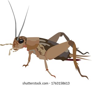 Cricket Insect Animal Vector Illustration