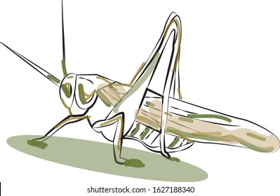 Cricket. Insect concept. Vector illustration.