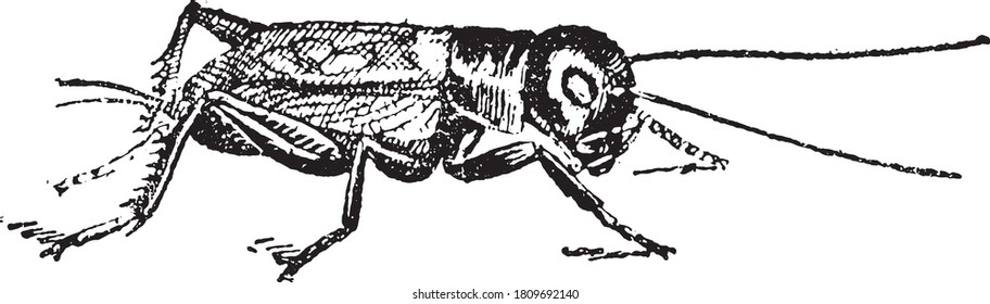 Cricket (insect), From the Dictionary of Word and Things, 1888.