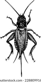 cricket insect hand drawing engraving illustration isolate on white background