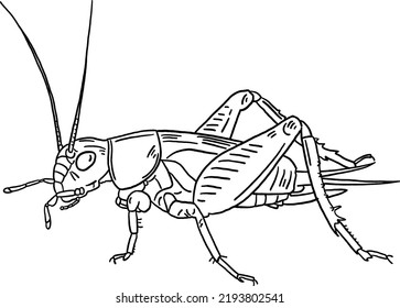 Cricket Insect Hand Drawn Line Art Stock Vector (Royalty Free ...