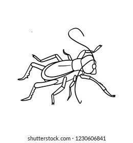 cricket Insect illustration, drawing, ink, line art, vector