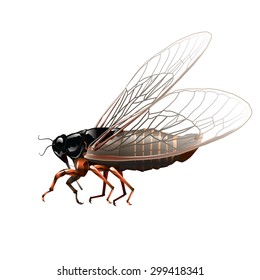 Cricket insect isolated on white. Vector, illustration.