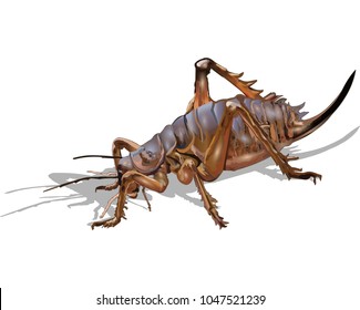 Cricket insect realistic illustration vector isolated on white background