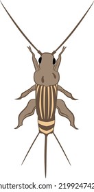 Cricket Insect Top View Vector Illustration