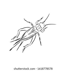 cricket insect, vector sketch illustration 