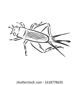 cricket insect, vector sketch illustration 