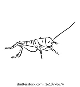 Cricket Insect Vector Sketch Illustration Stock Vector (Royalty Free ...