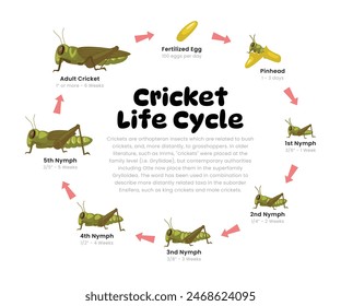 Cricket Life Cycle Diagram for Science Education development process scheme illustration, Different insect stages from stages egg, pinhead, nymph to adult cricket bug, reproduction explanation.