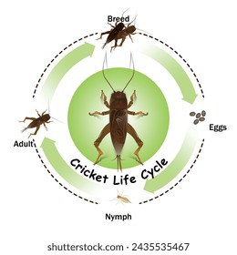 Cricket life cycle of education and science, study