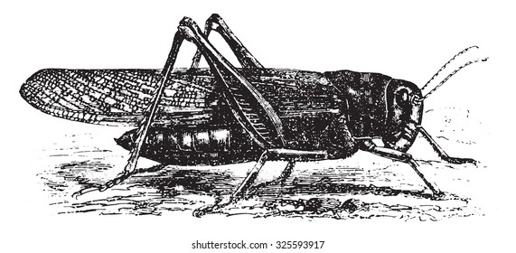 Cricket (Pachytylus migratorius), vintage engraved illustration. La Vie dans la nature, 1890.
