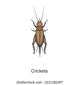 Cricket vector icon.Color vector icon isolated on white background cricket.