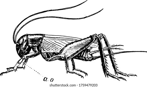 Los grillos son insectos que están distantemente relacionados con los saltamontes de la familia Gryllidae., dibujo vintage de líneas o ilustración grabadora. 