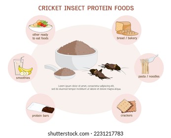 Crickets powder or Gryllus Bimaculatus. Insects powder as food edible processed made of insect for delicious cooking and drinks, it is good source of protein for eating healthy. Future food concept.