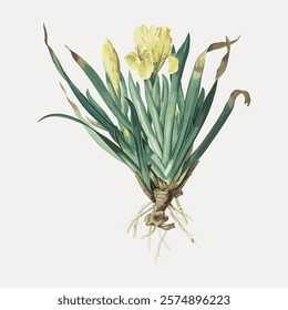 Crimean iris sticker, vintage botanical illustration, vector element. Yellow floral plant. Vintage yellow botanical flower art drawing illustration, old painting art print of yellow flower.