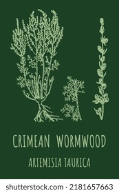 CRIMEAN Wormwood (Artemisia taurica) vector illustration.  Wormwood branch, leaves and wormwood flowers. Cosmetics and medical plant. 
