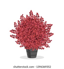 Crimson barberry bush trimmed into a ball shape. Beautiful accent plant. Decorative shrub growing in the flower pot. Garden illustration. Growing shrubs in a container. Isolated on white.