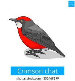 Crimson chat bird learn birds educational game vector illustration