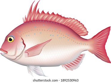 Crimson Sea-bream illustration, vector EPS format, real art