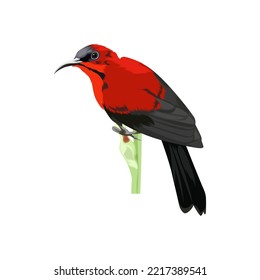 Crimson sunbird bird vector illustration