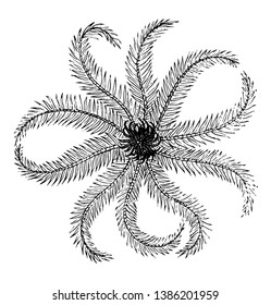 Crinoid are the marine animals. They live in both shallow water or in deep sea. They are also called Sea lilies or feather star. Mouth of crinoid is on the top surface surrounded by arms, vintage